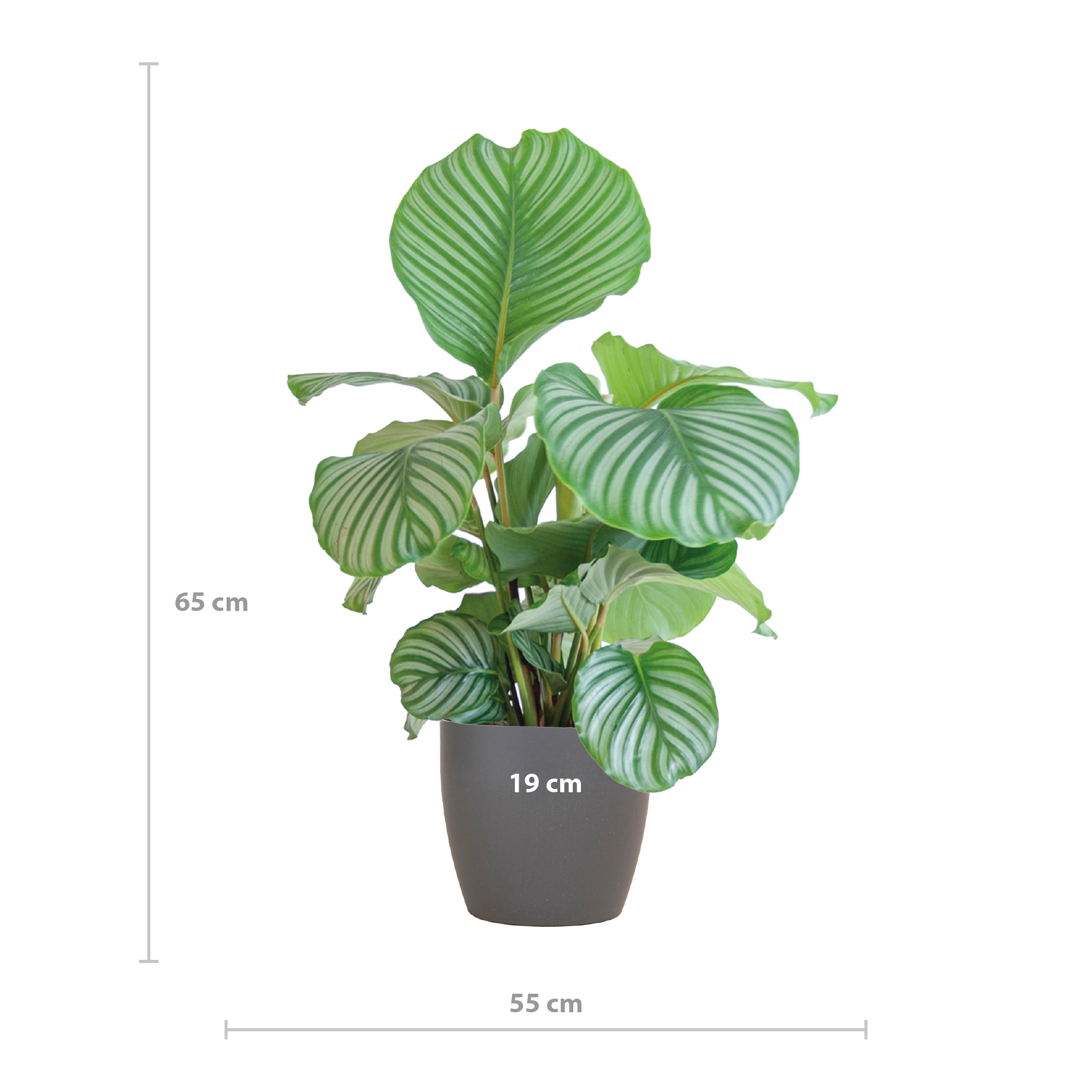 Calathea Orbifolia avec Viber gris - 65 cm - Ø21