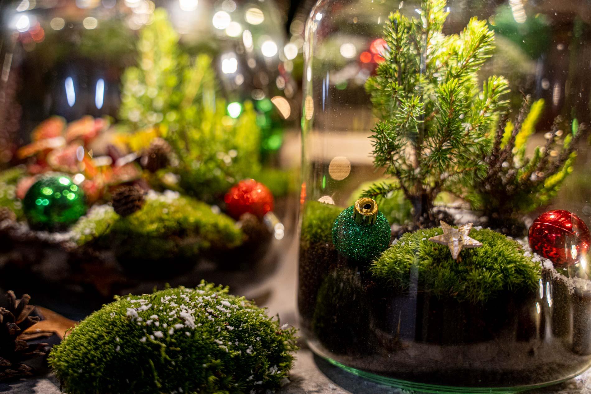 Terrarium de Noël avec houx - Kit de jardin en bouteille à faire soi-même - Ø 29 cm ↑ 30