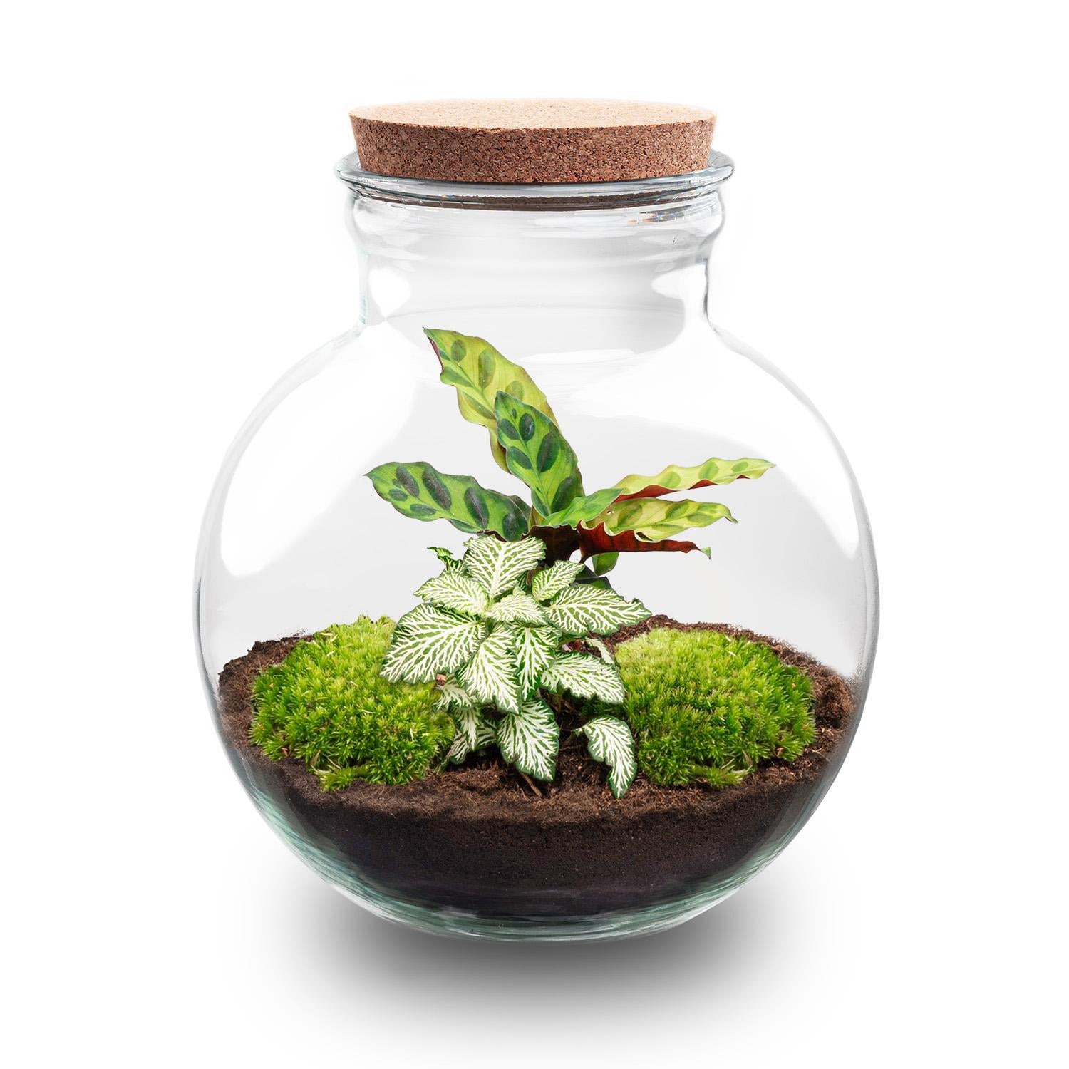 Terrarium à plantes à faire soi-même (avec lumière) - Teddy - Ø 25 cm ↑ 26,5 cm - Sans outils