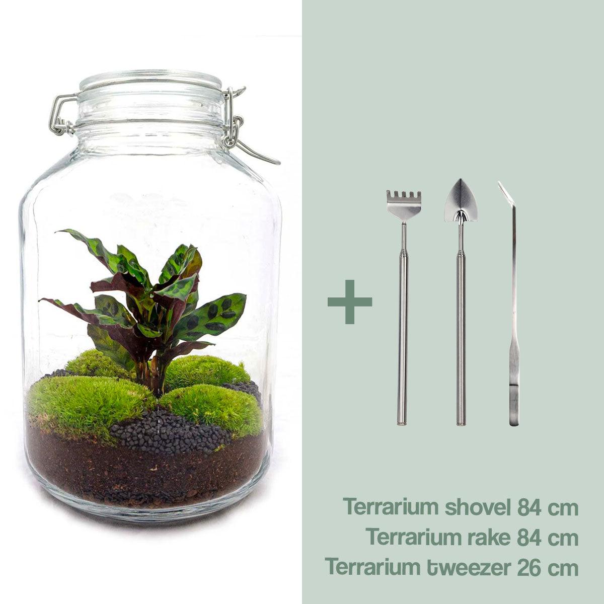 Terrarium DIY - Pot Calathea - ↕ 28 cm - Normal