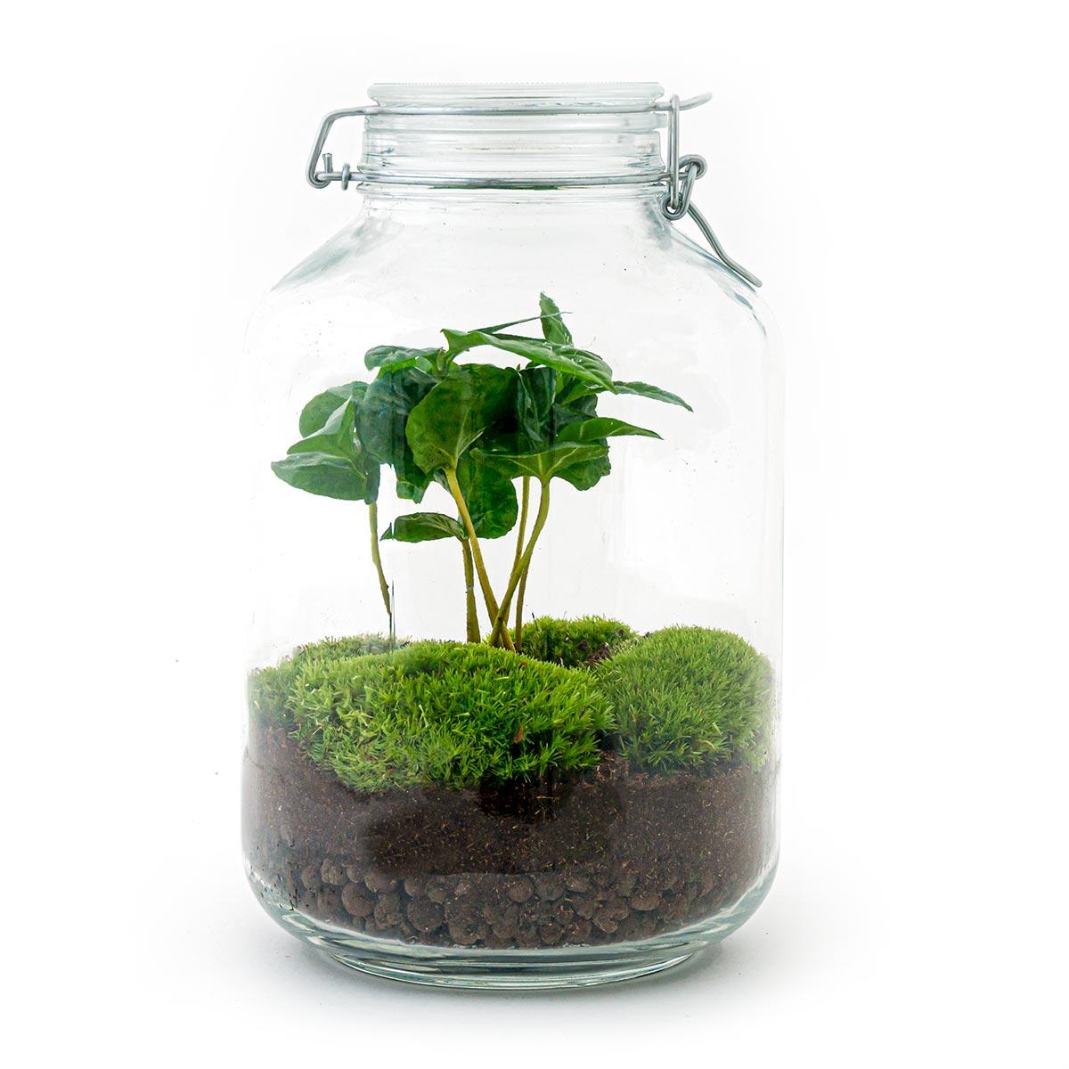 Terrarium DIY - Pot - Coffea Arabica - ↕ 28 cm - Pot Normal
