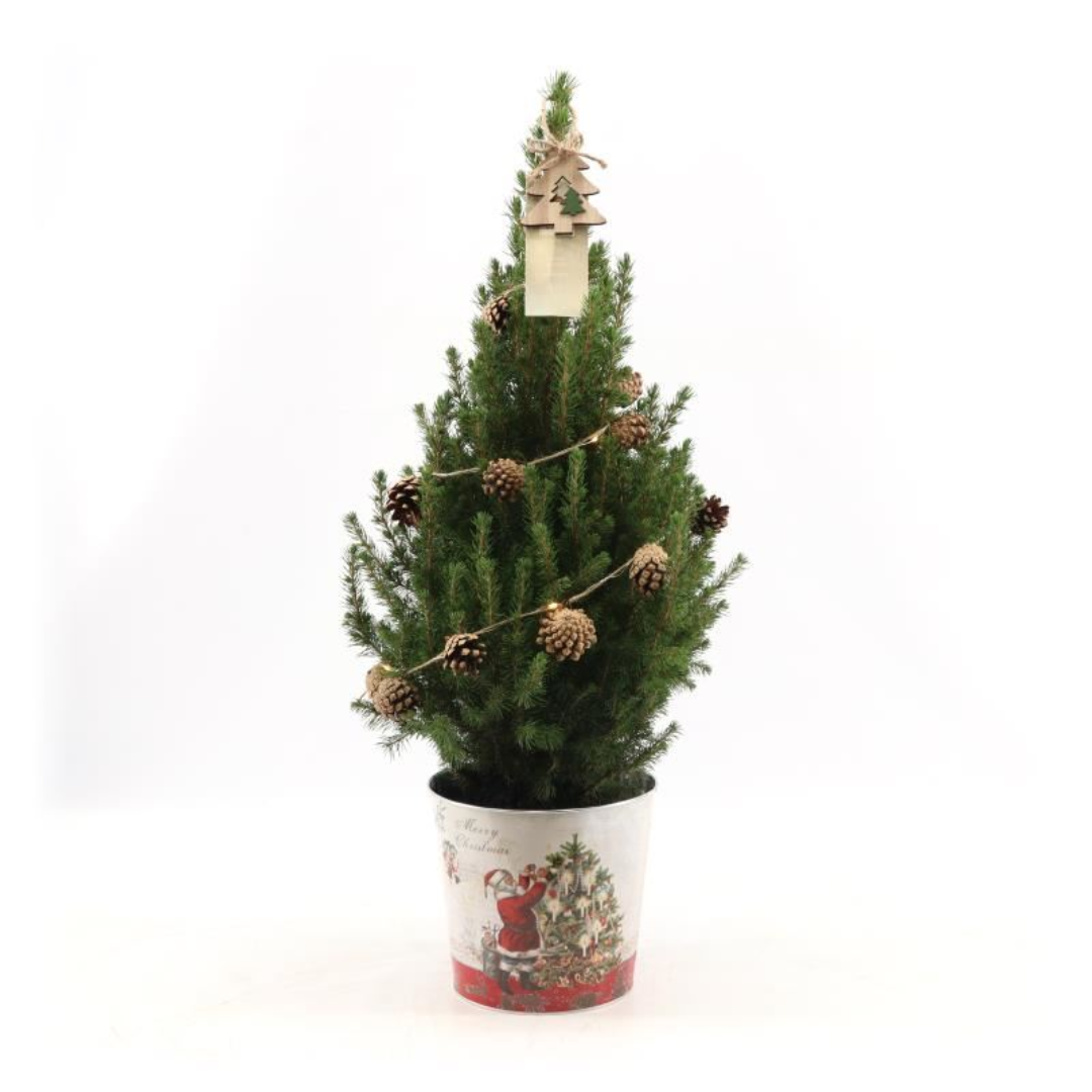 Petit sapin de Noël - 70 cm - Picea Glauca Conica