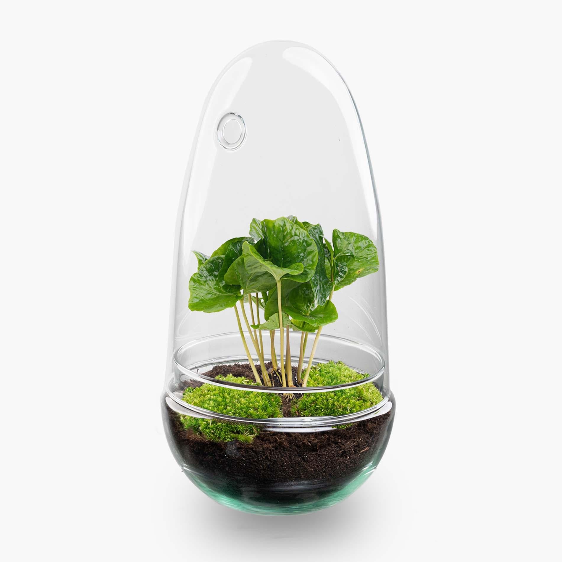 Terrarium à plantes DIY en forme de dôme en verre deux pièces - Egg Coffea - Ø 12 cm ↑ 25 cm