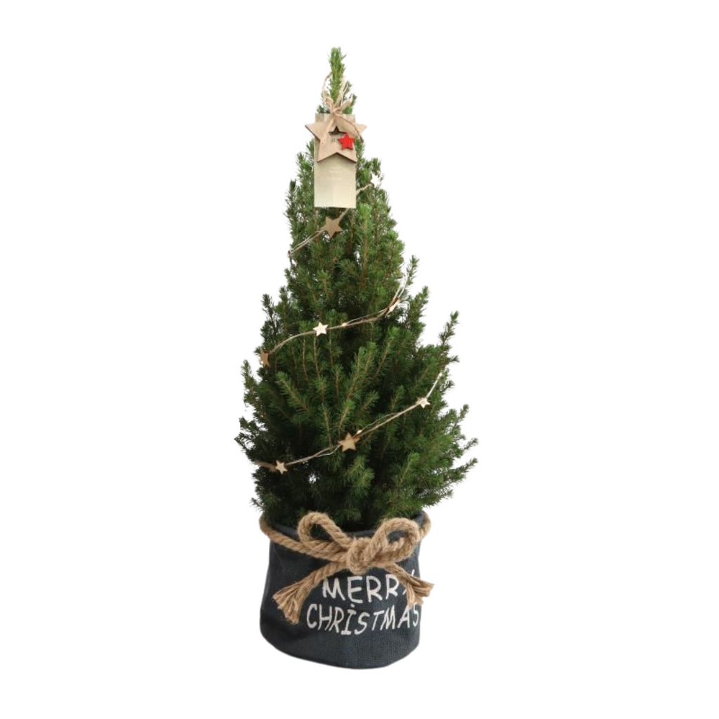 Petit sapin de Noël + Guirlande - 70 cm - Picea Glauca Conica