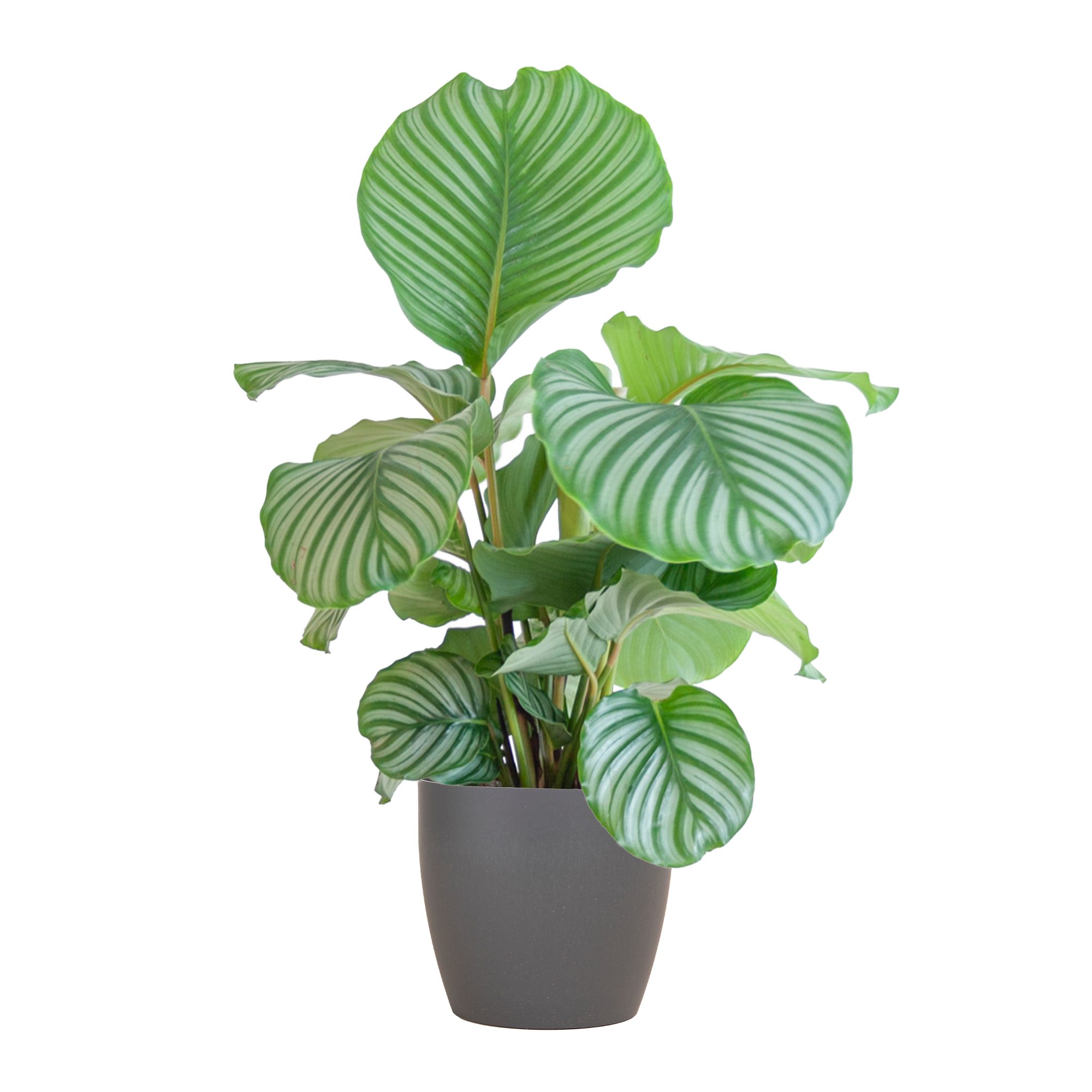 Calathea Orbifolia avec Viber gris - 65 cm - Ø21