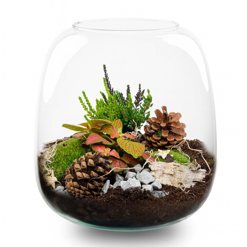 Terrarium de Noël aux baies - Terrarium végétal - Kit de Noël à faire soi-même - Ø 19 cm ↑ 20 cm