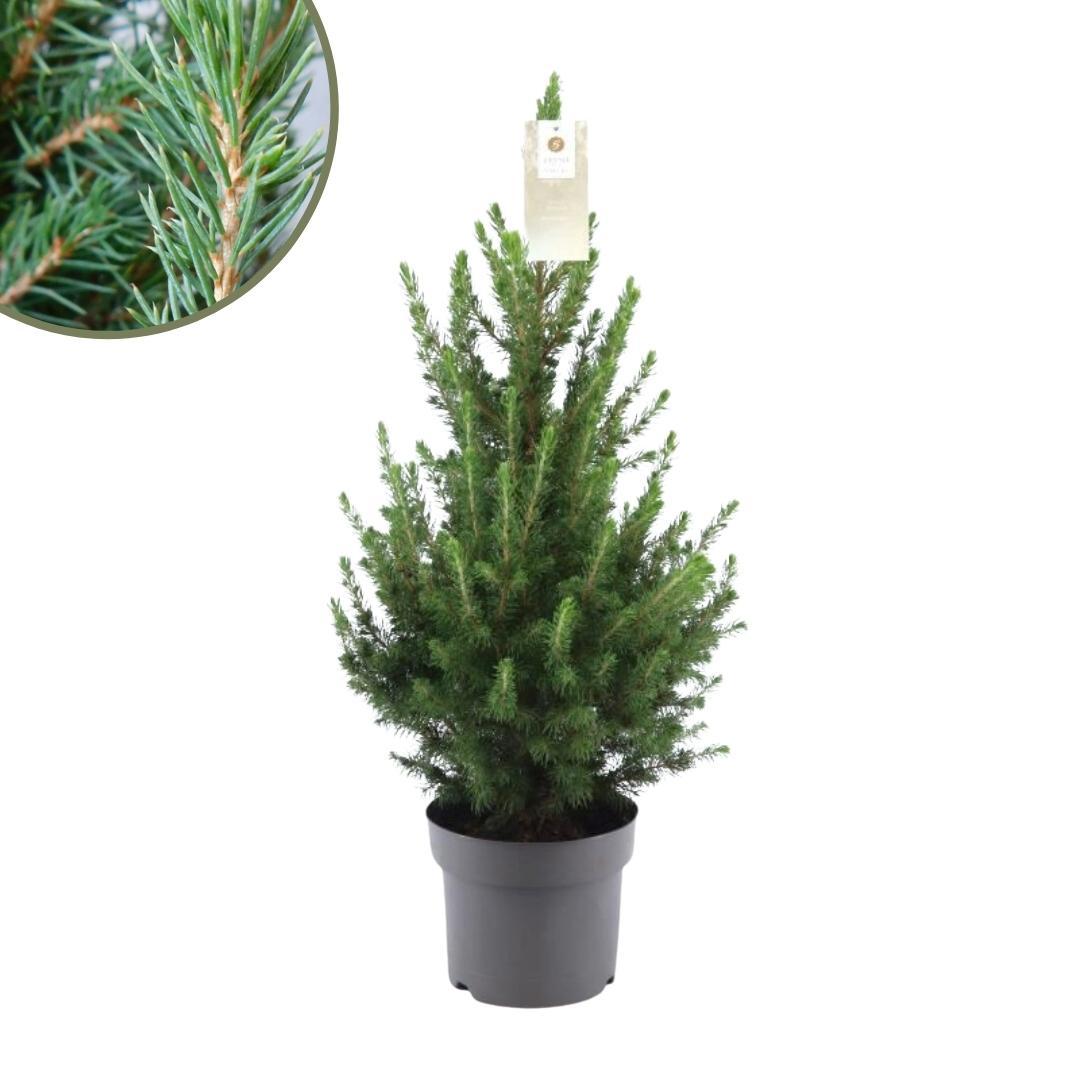 Petit sapin de Noël -environ 70 cm de haut - Picea glauca Conica