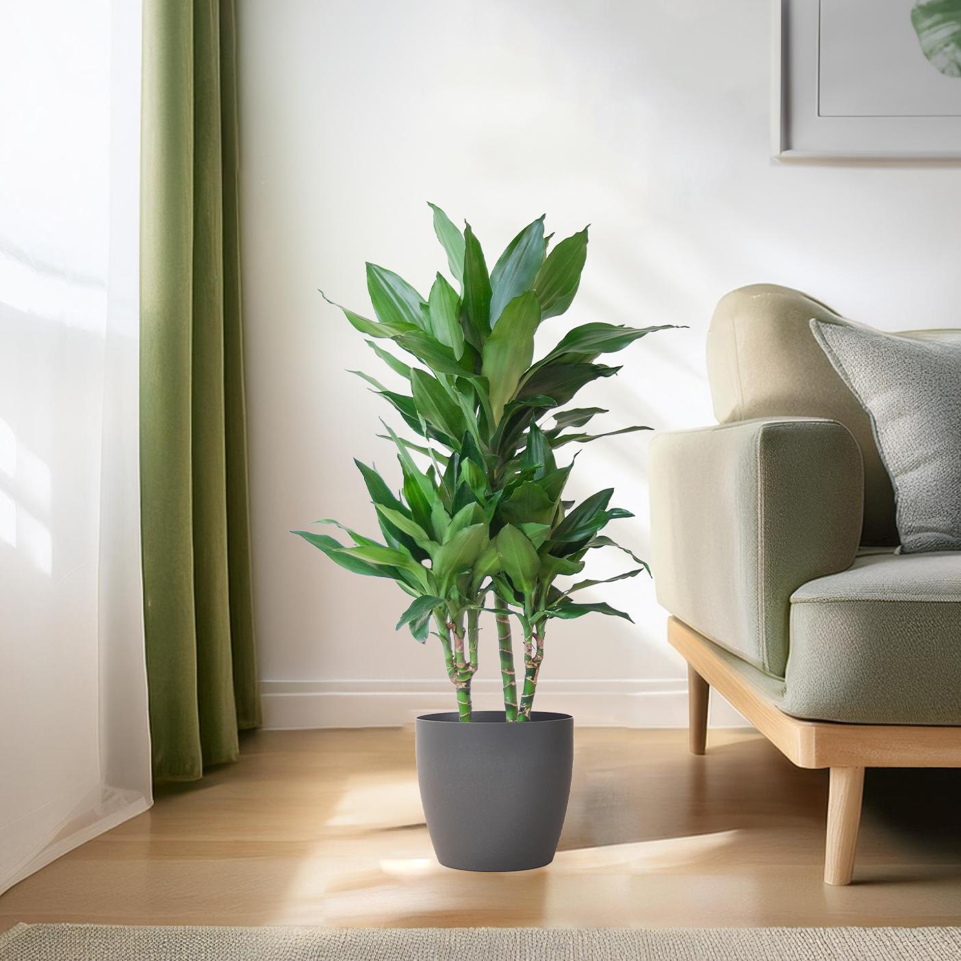 Dracaena Janet Lindt avec Viber gris - 95 cm - Ø21