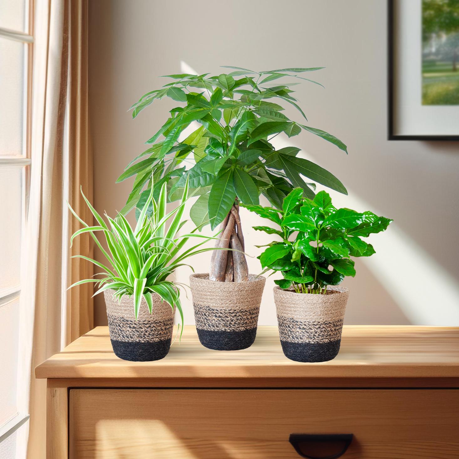 Jardinière respectueuse des animaux - Petite - avec panier Lisbon noir - Ø12