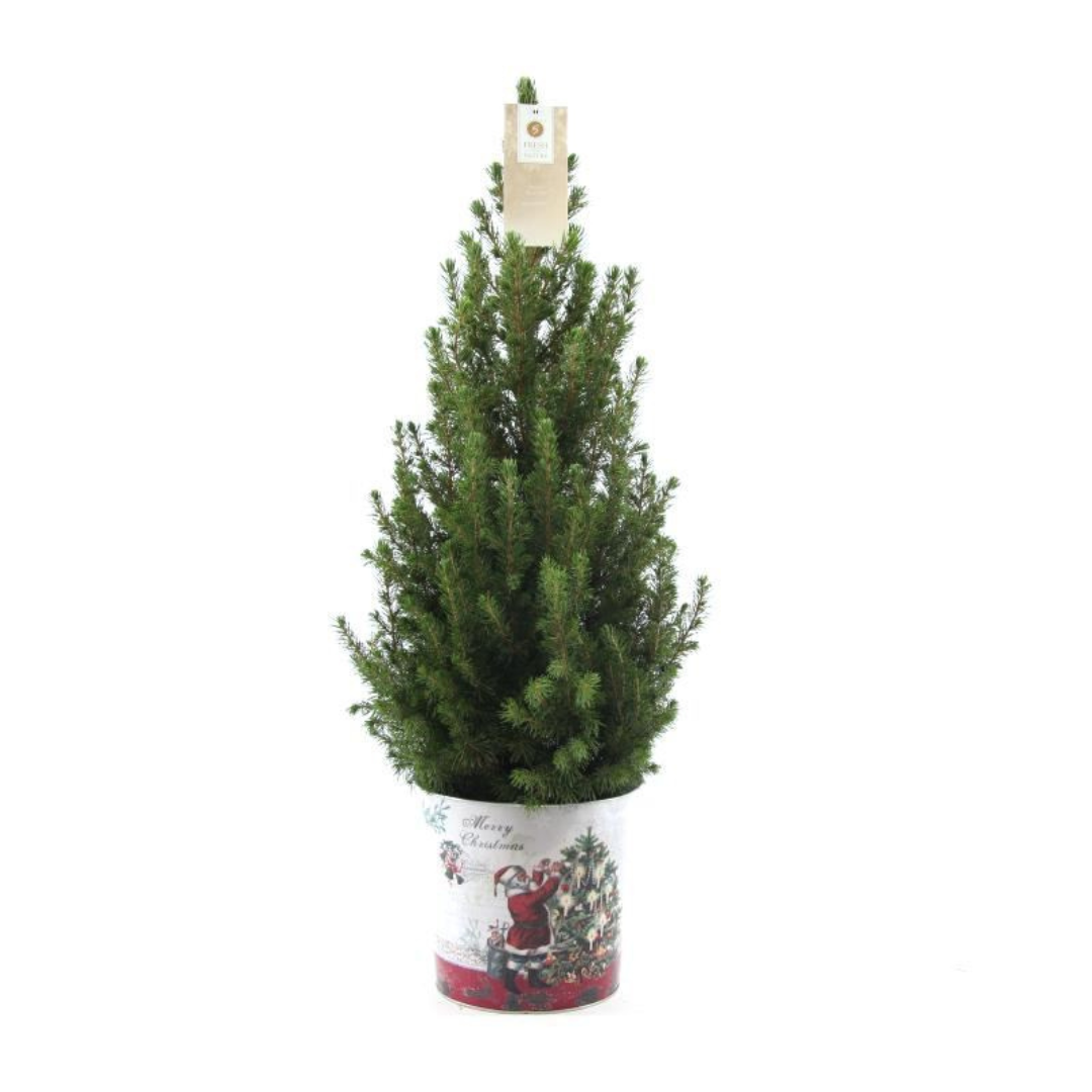 Petit sapin de Noël  - 70 cm - Picea Glauca Conica - Standalone